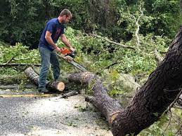 Professional Tree Removal Services in Shiner, TX