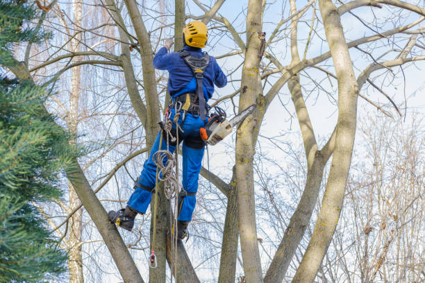 How Our Tree Care Process Works  in  Shiner, TX