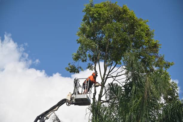 Best Tree Disease Treatment  in Shiner, TX